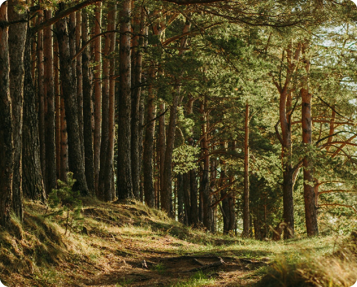 Forest Film Label Material