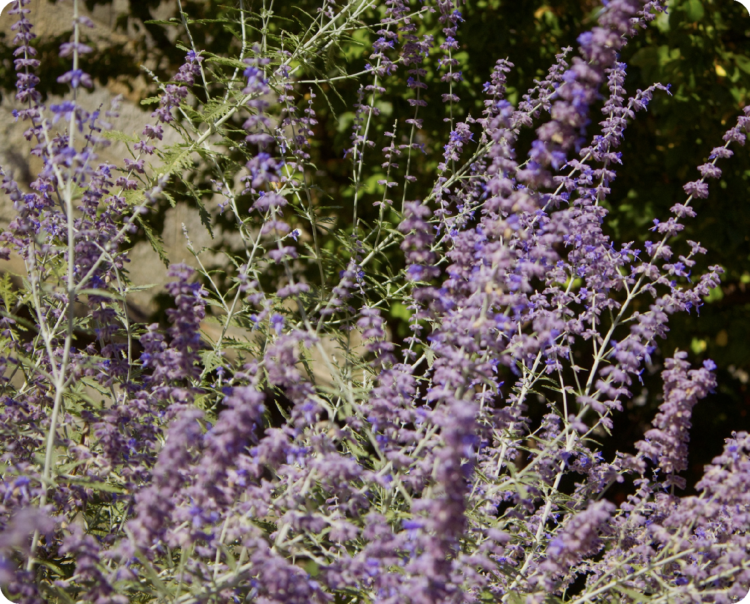 Kraft Label Material